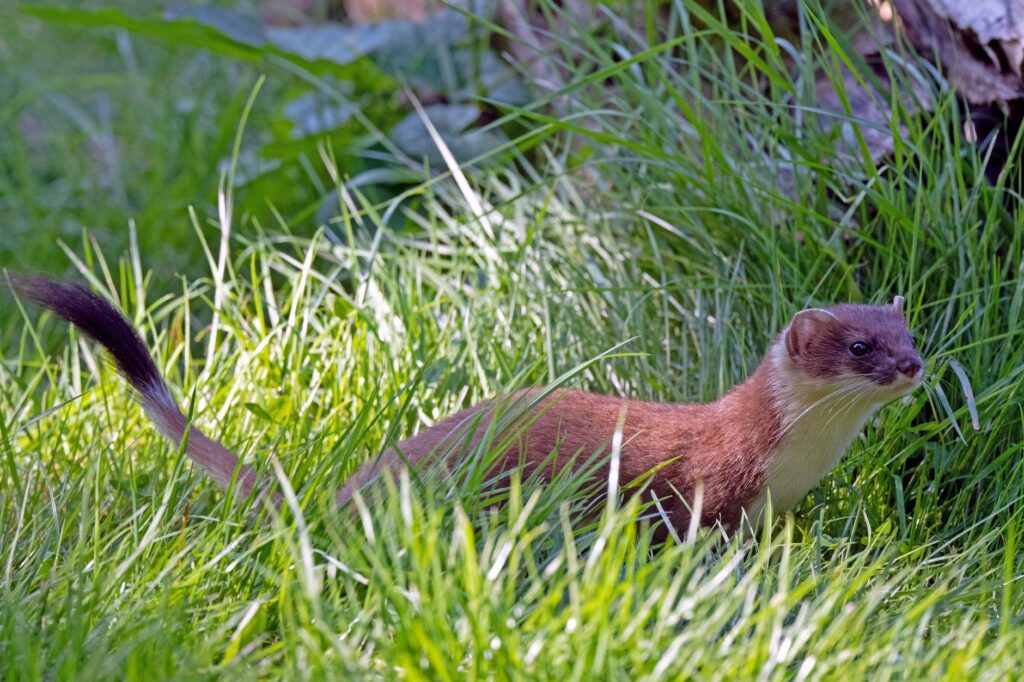 high lymphocytes in ferrets early lymphoma detection