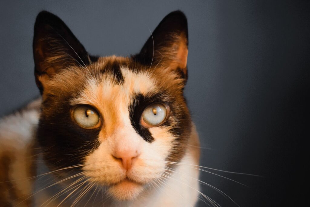 high mch and low mchc in cats what the pattern means
