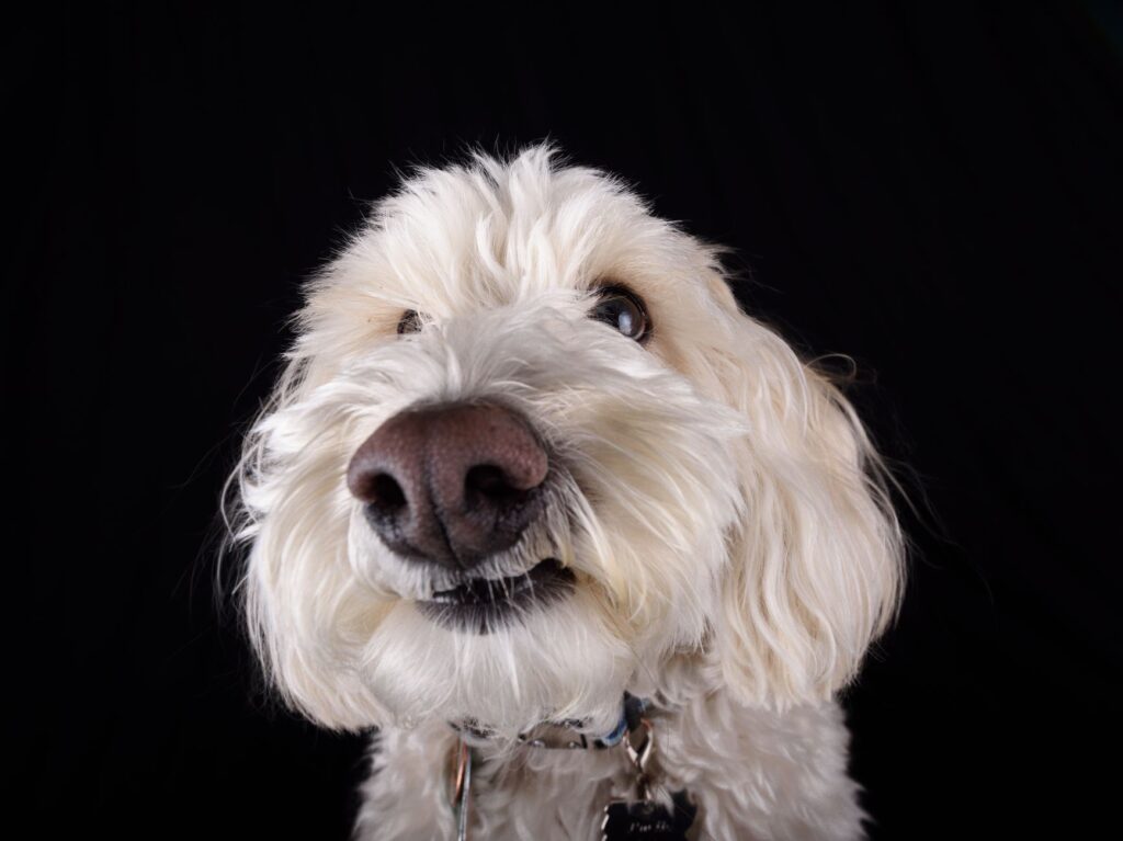 high mch and low mchc in dogs what the pattern means