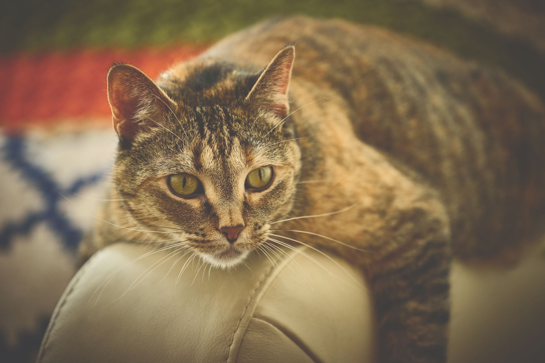 Veterinary care for a cat