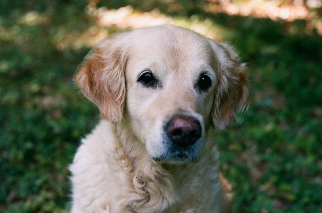 high mch in dogs causes diagnosis and vet treatment