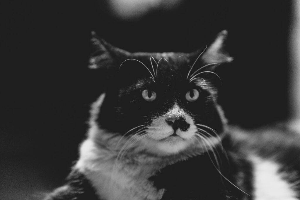High MCHC in Cats - Causes, Diagnosis and Vet Treatment