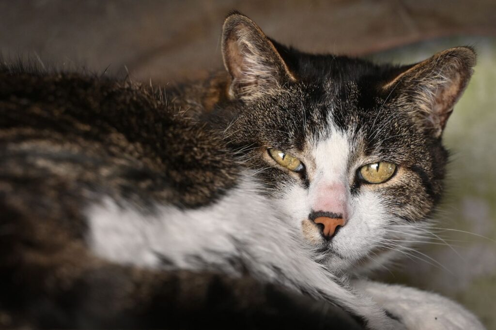 high neutrophils in cats acute infection or steroid leukogram