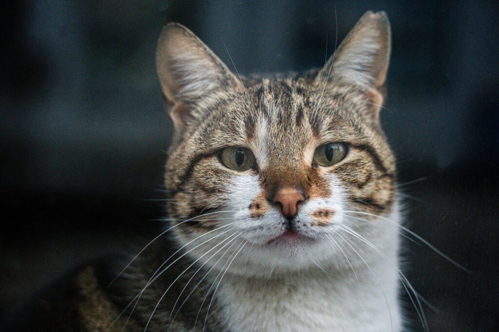 high nt probnp in cats cardiac biomarker for hidden heart disease