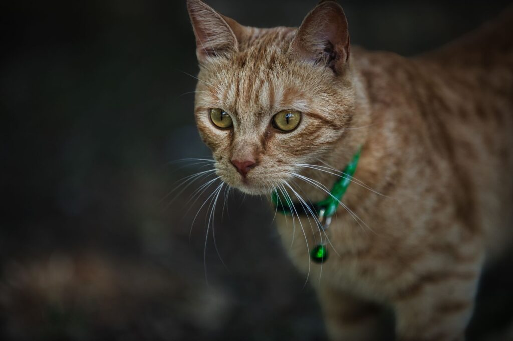 high phosphorus in cats causes diagnosis and vet treatment