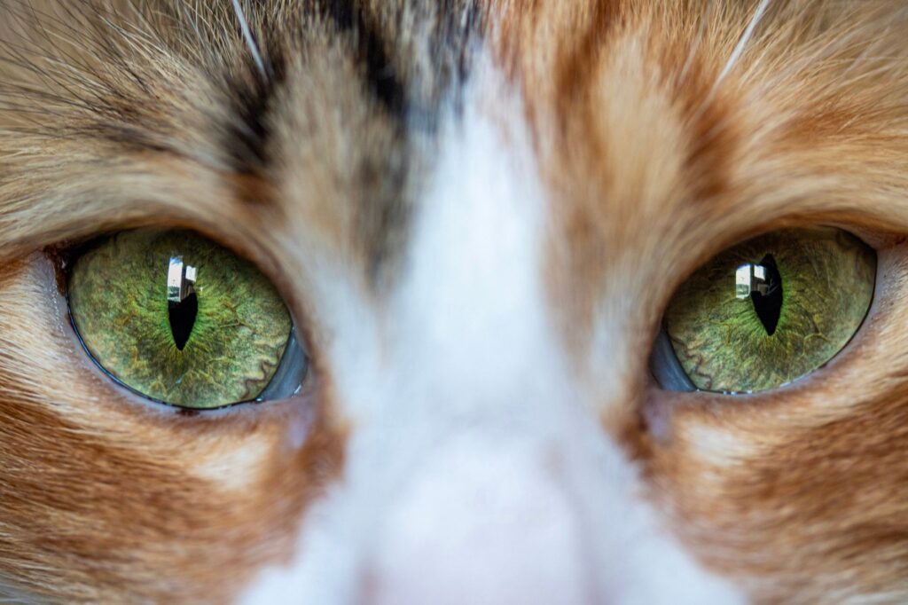 high phosphorus in cats renal diet timing and phosphate binders
