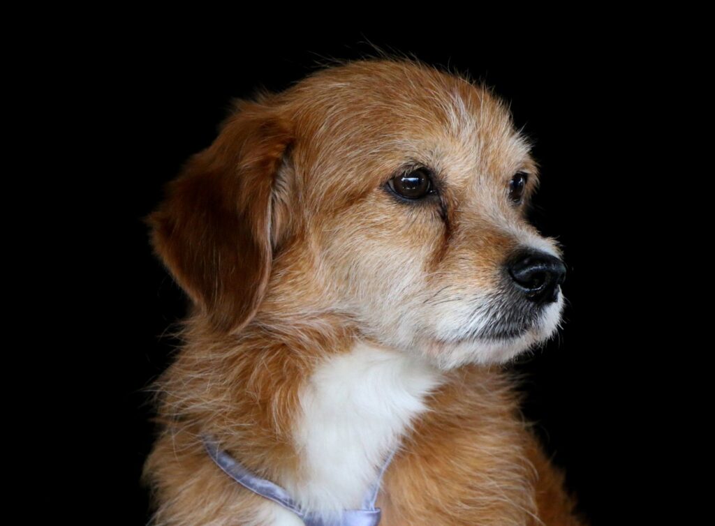 high phosphorus in dogs causes diagnosis and vet treatment