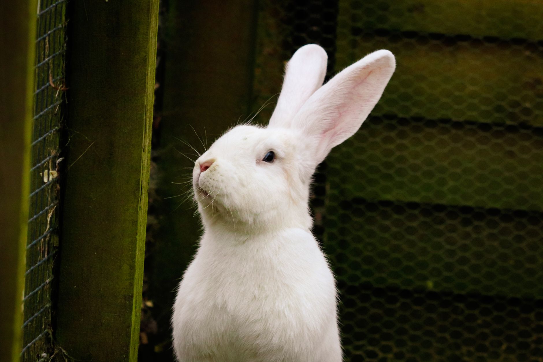 Veterinary care for a rabbit