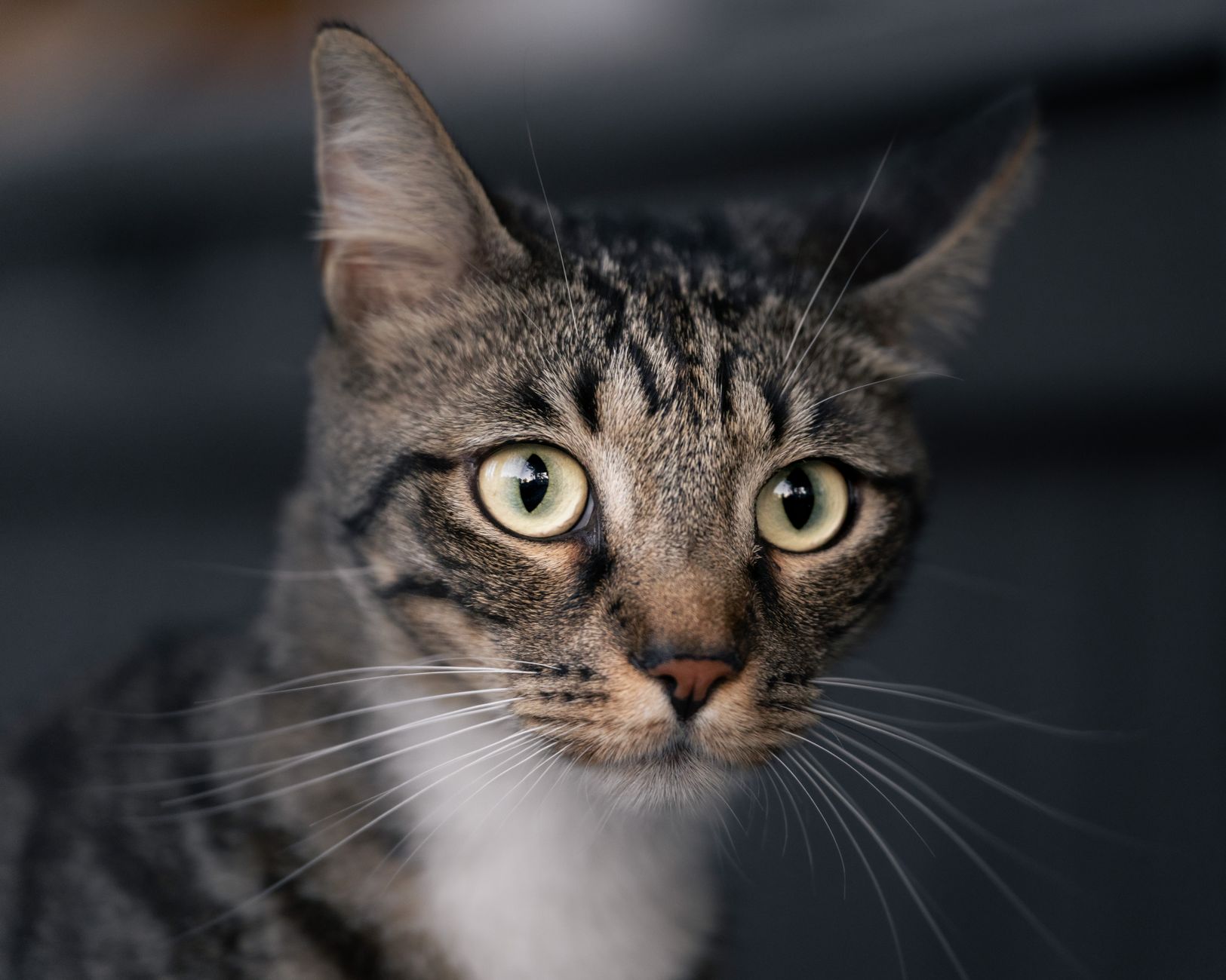 Veterinary care for a cat