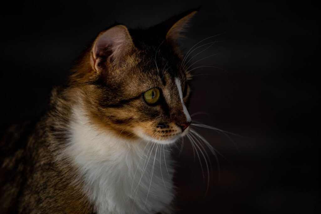 high potassium in cats causes diagnosis and vet treatment