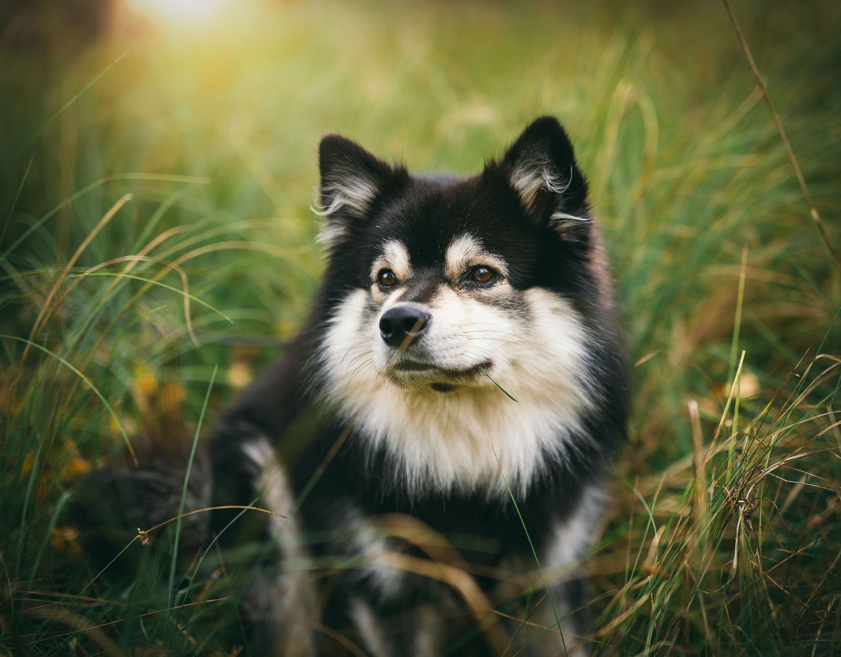 Veterinary care for a dog