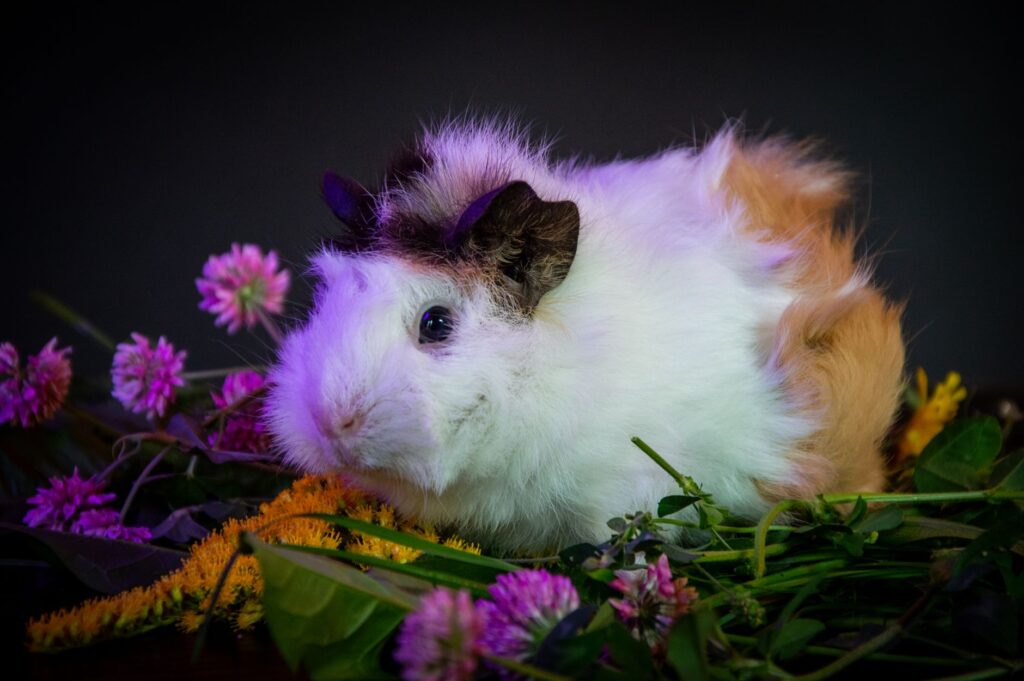 High Potassium in Guinea Pigs – Adrenal or Kidney Issue?