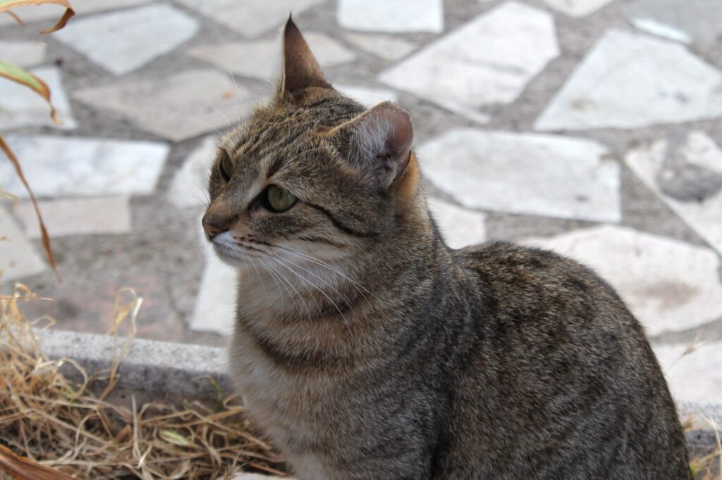 High RBC in Cats - Causes, Diagnosis and Vet Treatment