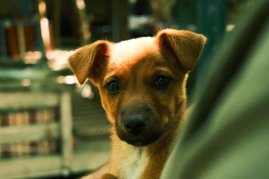 high sdma in senior dogs early kidney disease warning signs
