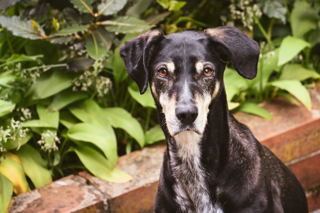 high total bilirubin in dogs liver failure hemolysis or obstruction