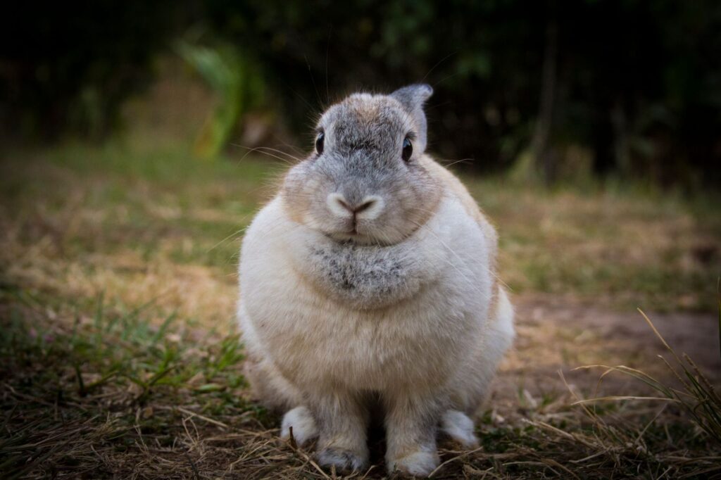 high white blood cell count in rabbits infection or stress