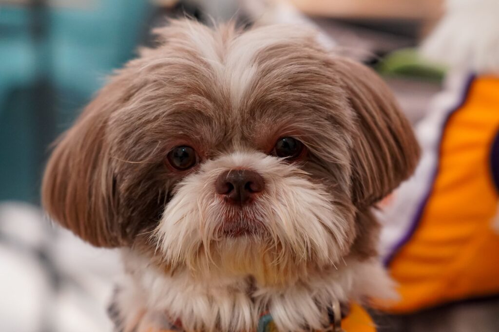 how diet affects alp in dogs