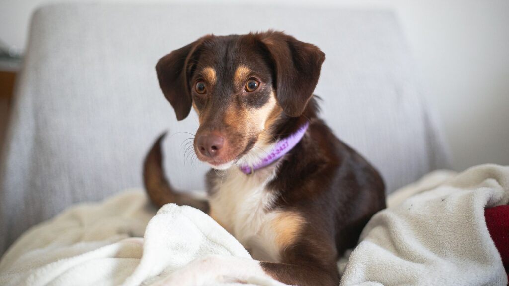 how diet affects alt in dogs
