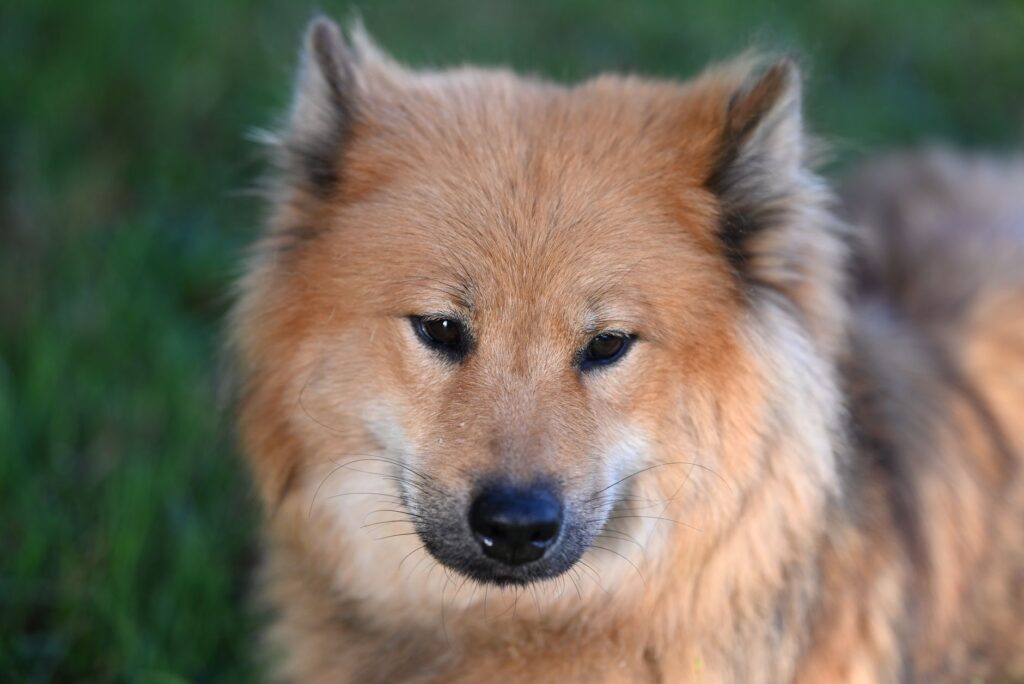 how diet affects ast in dogs