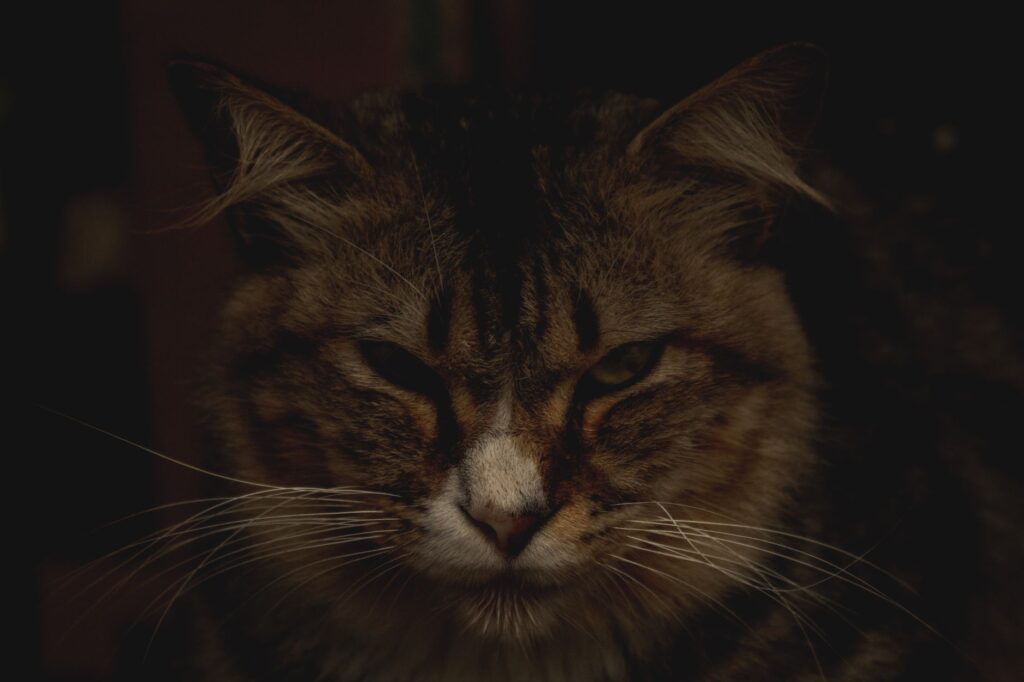 how diet affects bun in cats