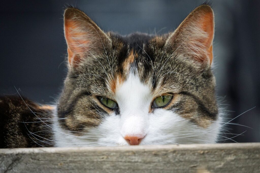 how diet affects calcium in cats