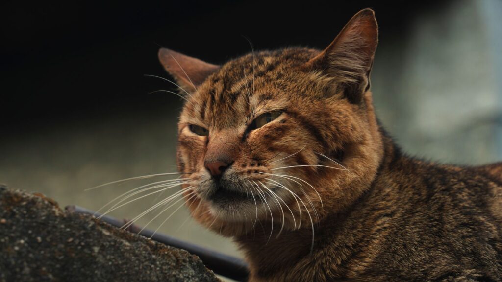 how diet affects ggt in cats