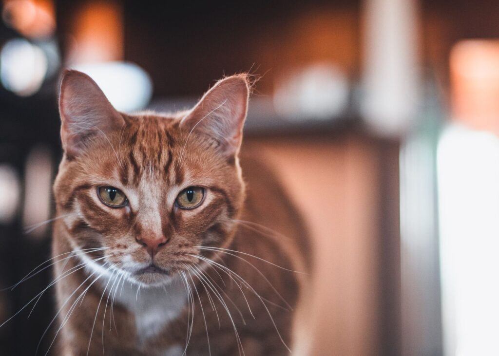 inflammation markers in cats crp saa fibrinogen interpretation