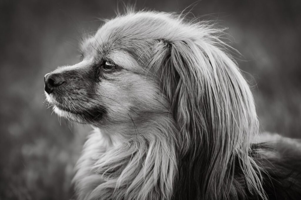 is high albumin dangerous in dogs