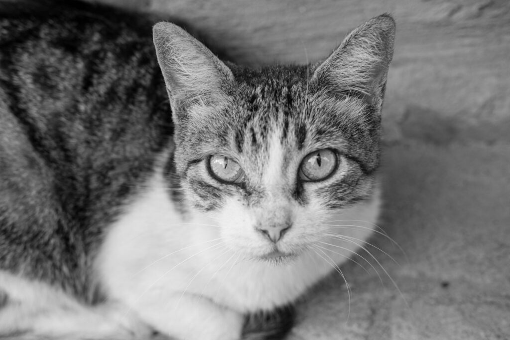 is high alp dangerous in cats