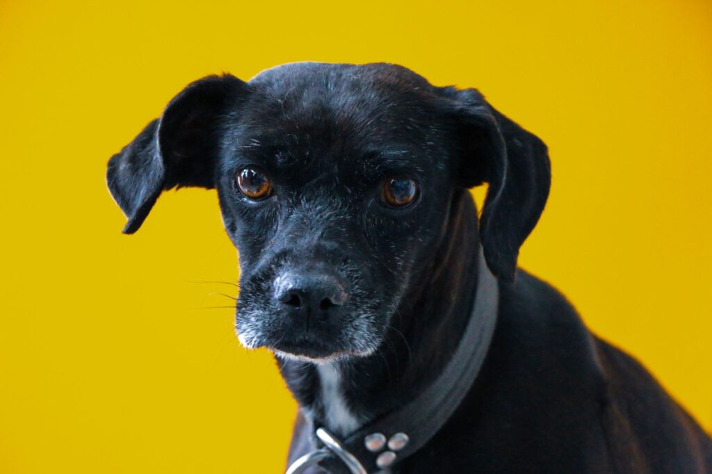 is high alp dangerous in dogs