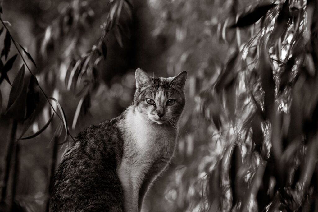 is high alt dangerous in cats