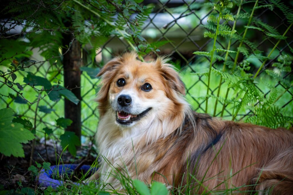 is high alt dangerous in dogs