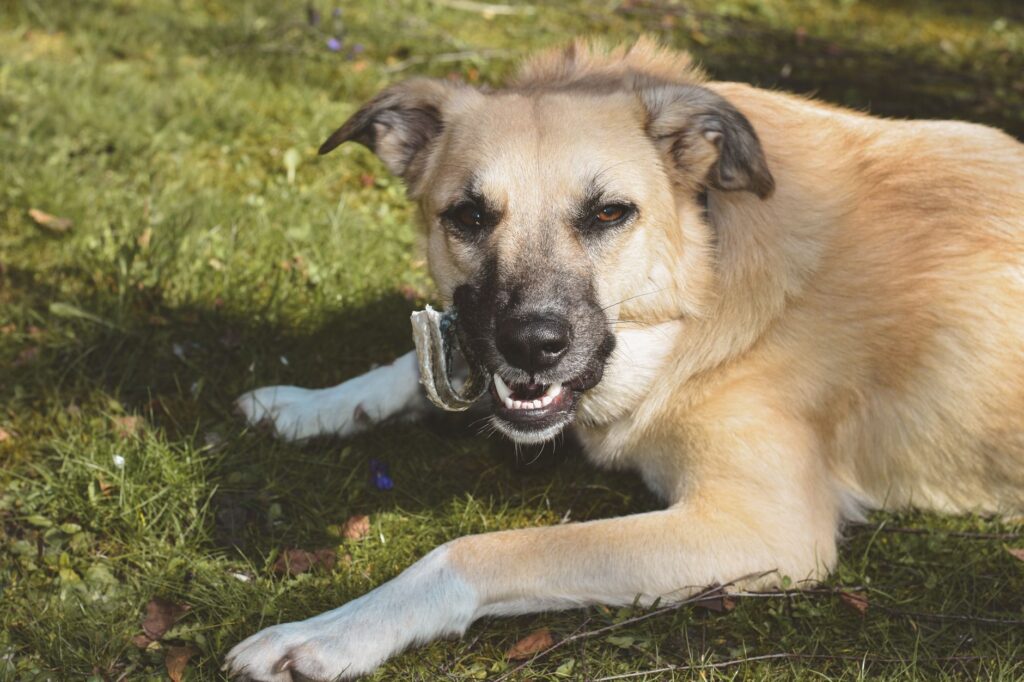 is high amylase dangerous in dogs