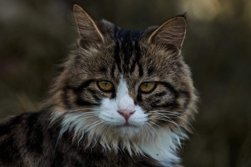 is high ast dangerous in cats