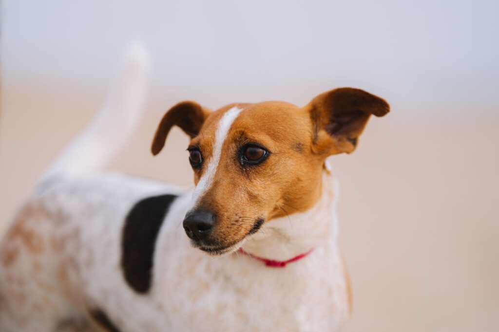 is high ast dangerous in dogs