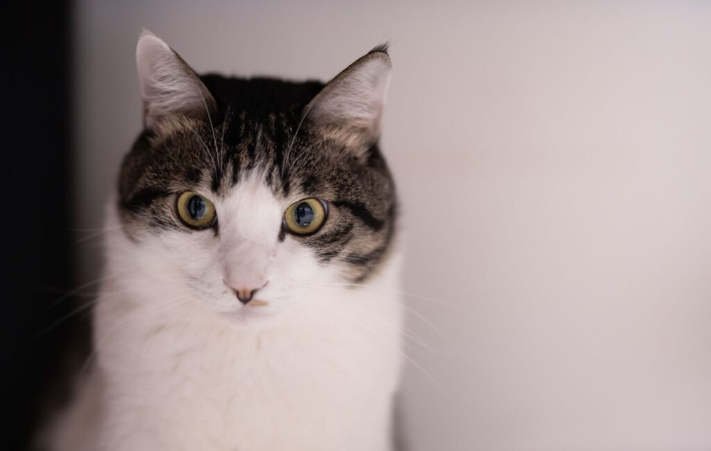 is high bilirubin dangerous in cats