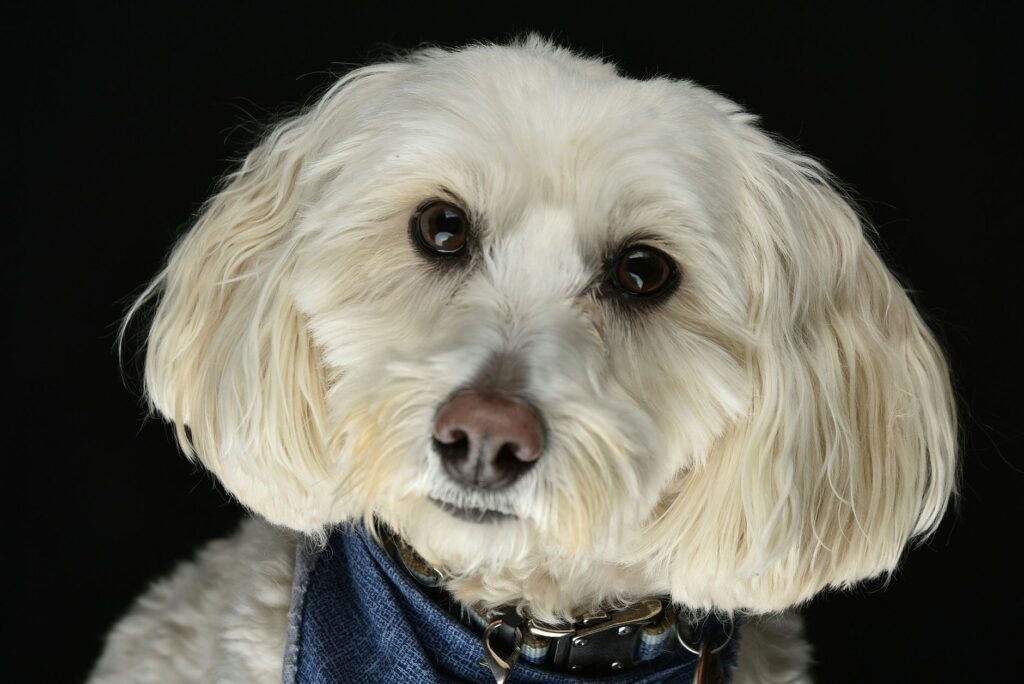 is high bilirubin dangerous in dogs