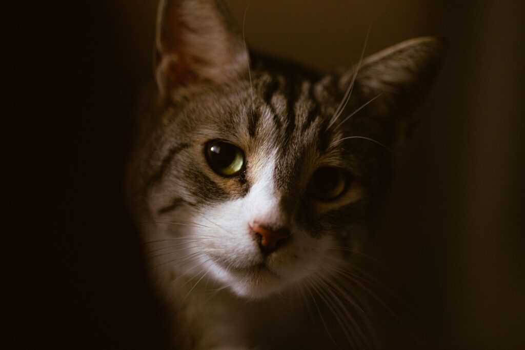 is high bun dangerous in cats