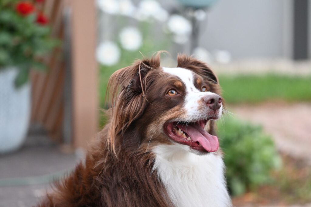is high bun dangerous in dogs