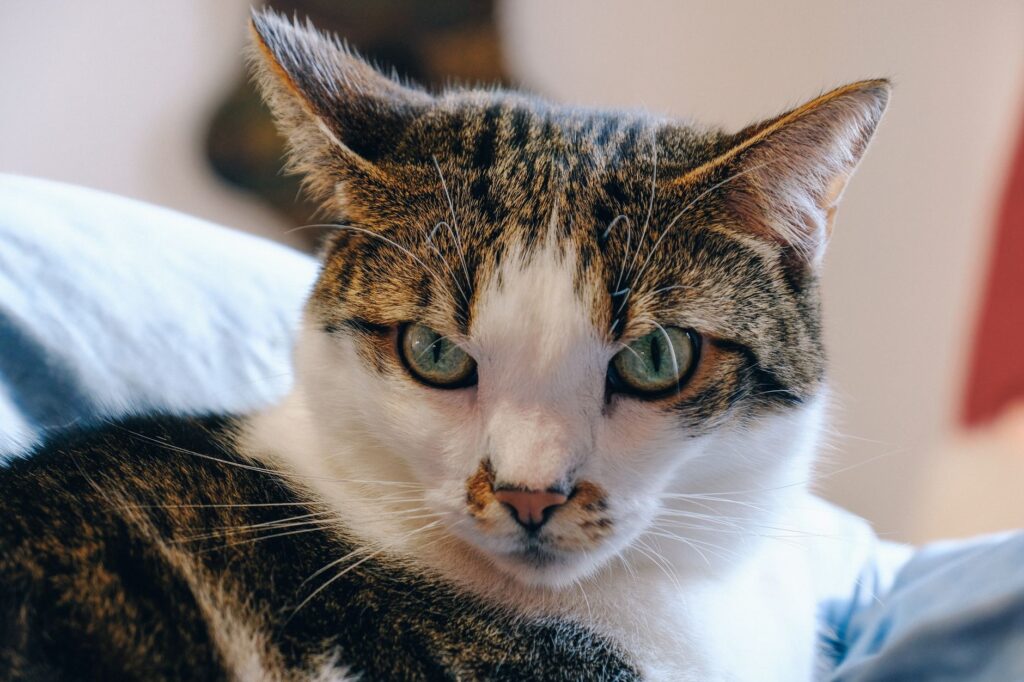 is high calcium dangerous in cats