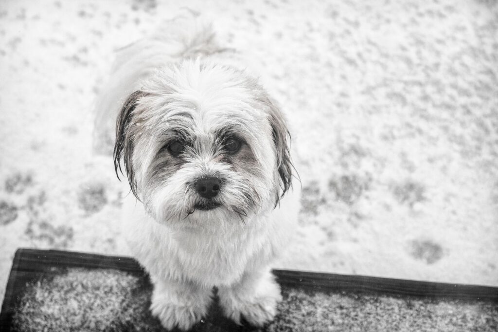 is high calcium dangerous in dogs