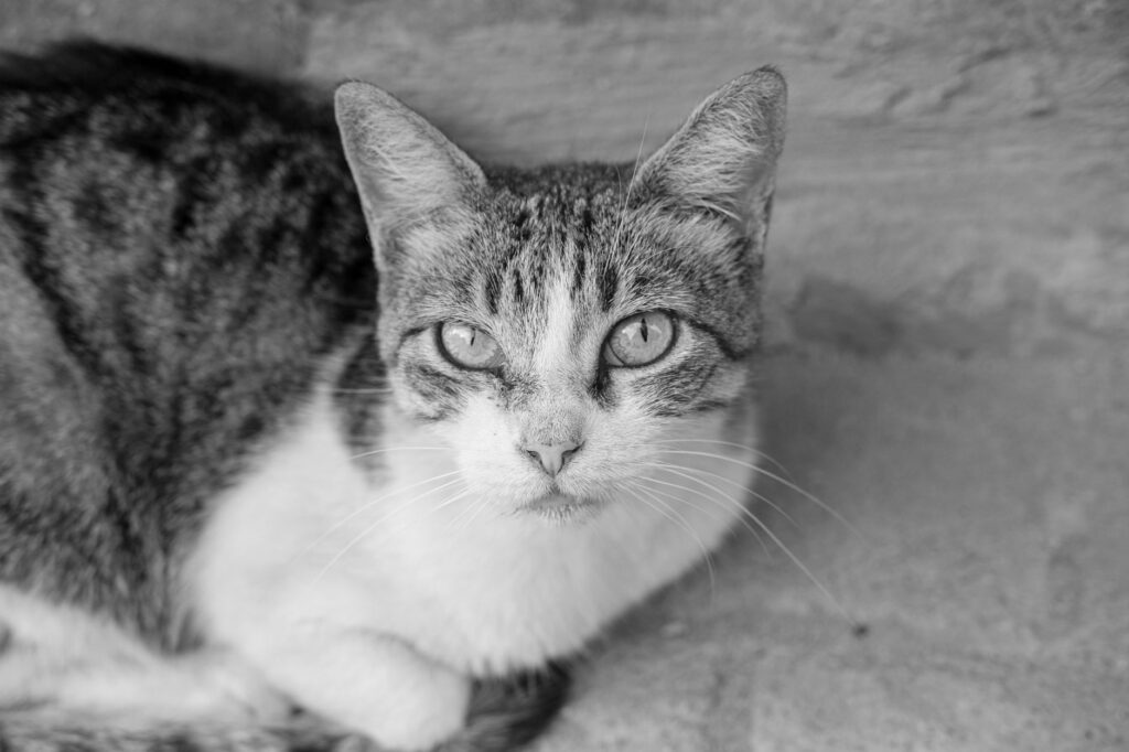 is high creatinine dangerous in cats