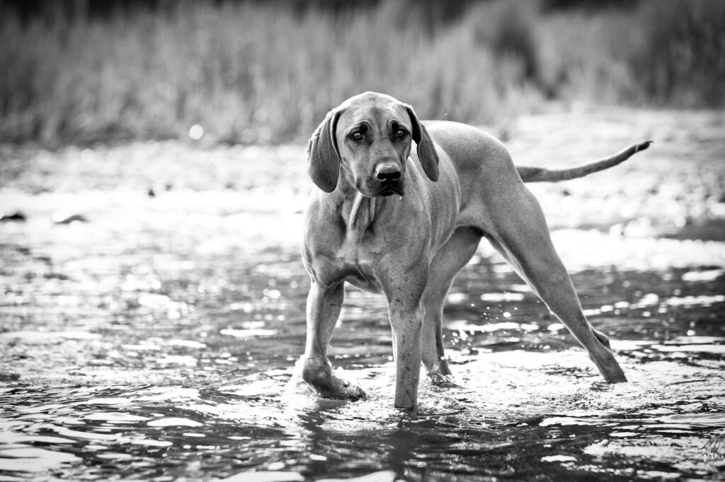 is high creatinine dangerous in dogs