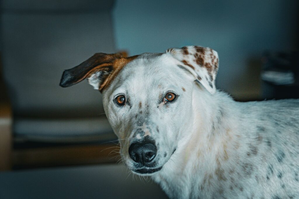 is high fibrinogen dangerous in dogs