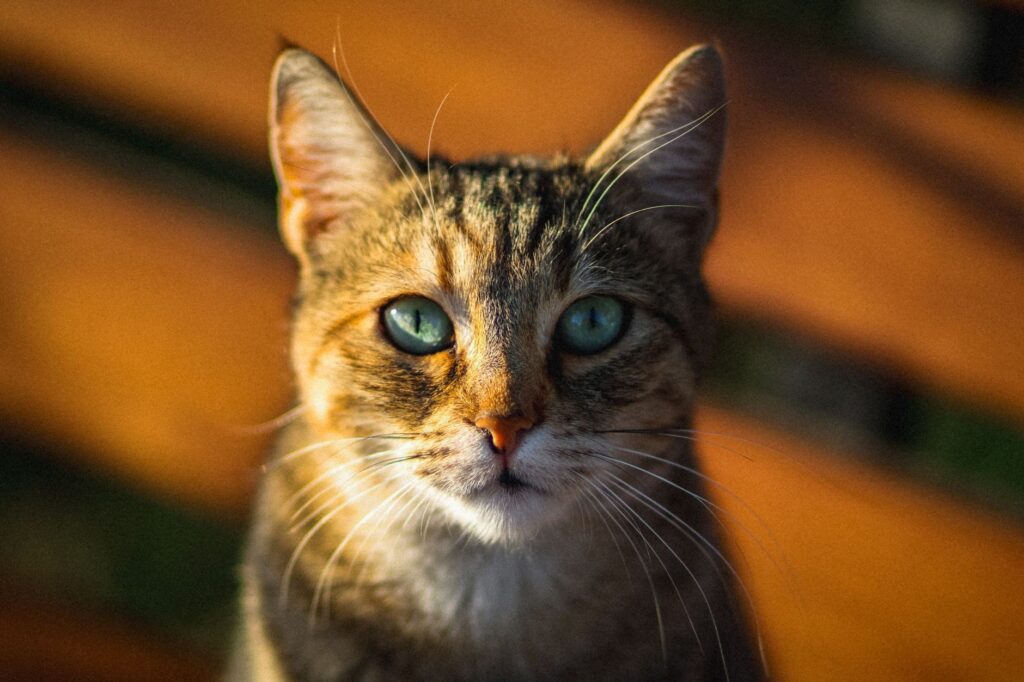is high ggt dangerous in cats