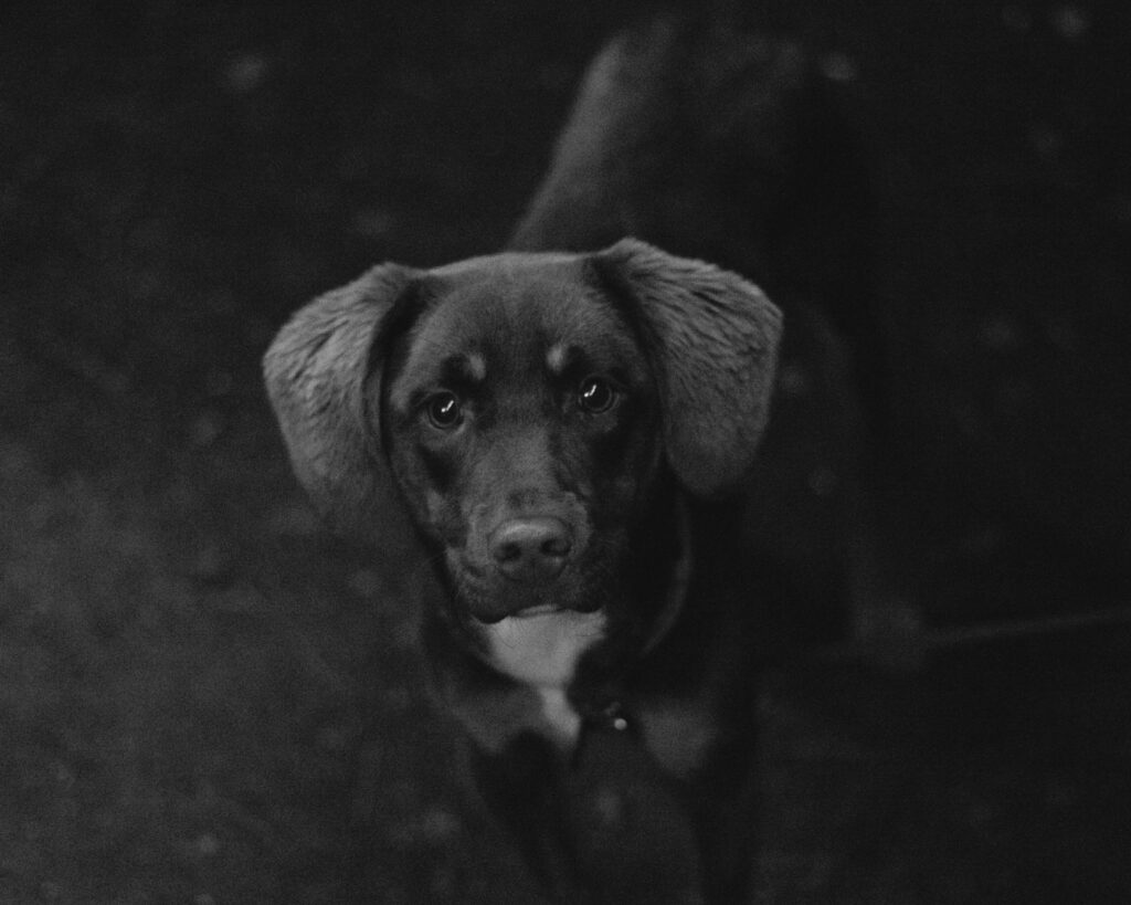 is high ggt dangerous in dogs