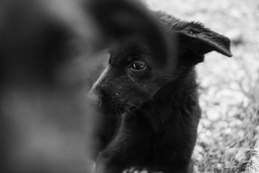 is high glucose dangerous in dogs
