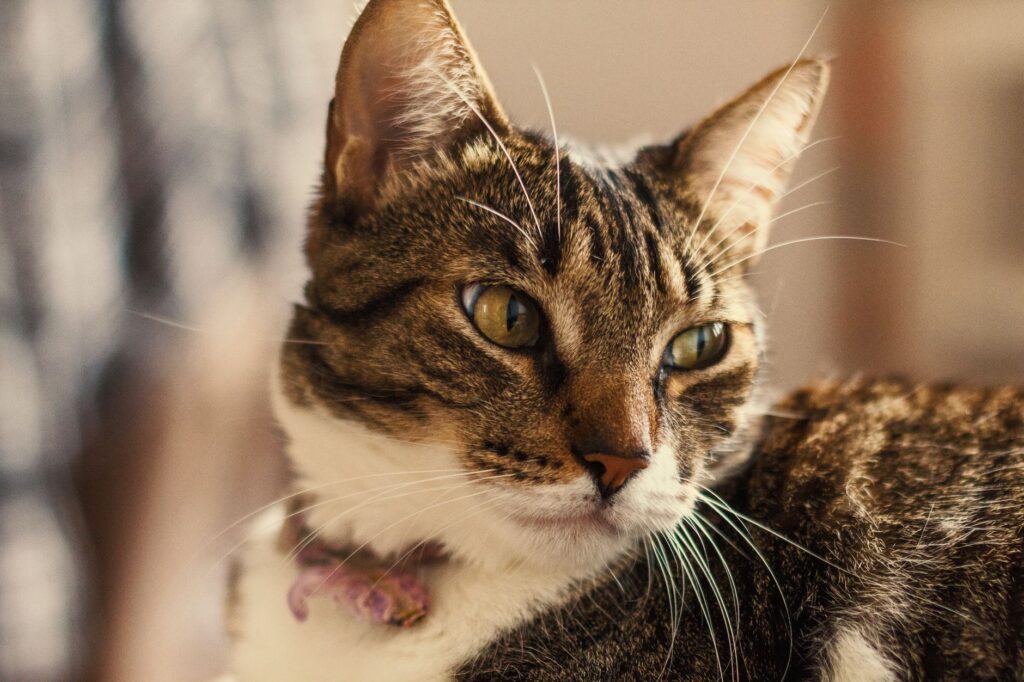 is high hematocrit dangerous in cats
