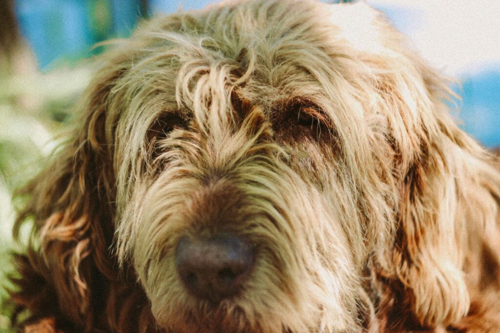 is high hematocrit dangerous in dogs