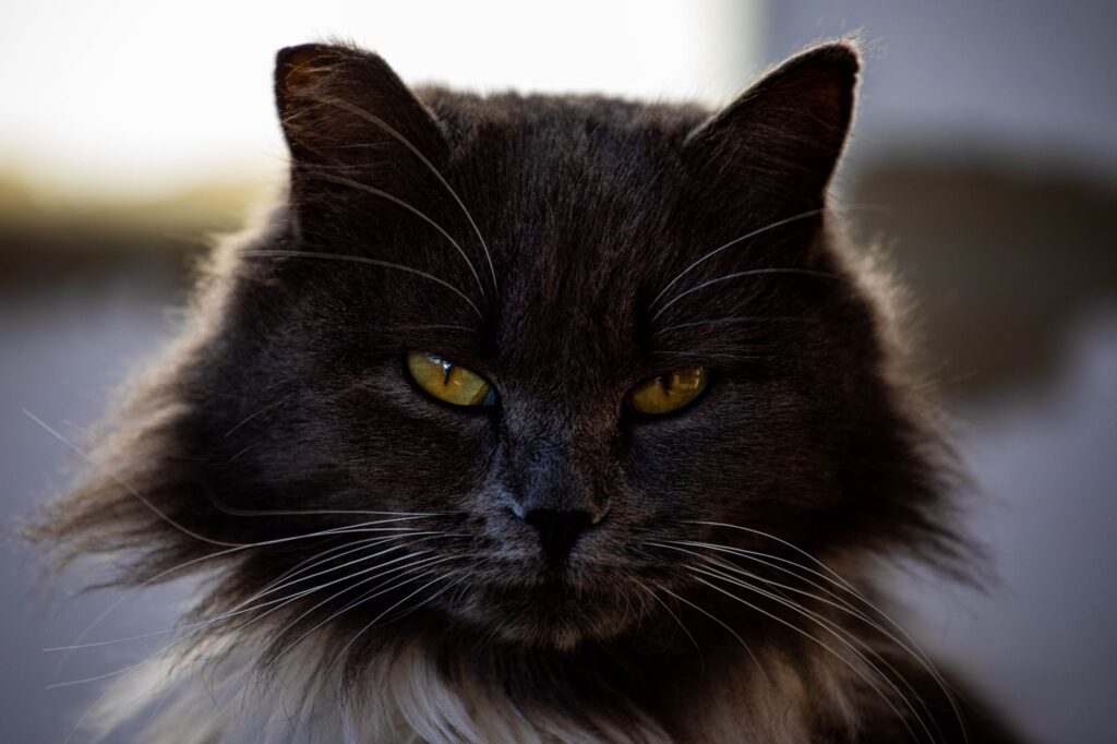 is high ldh dangerous in cats